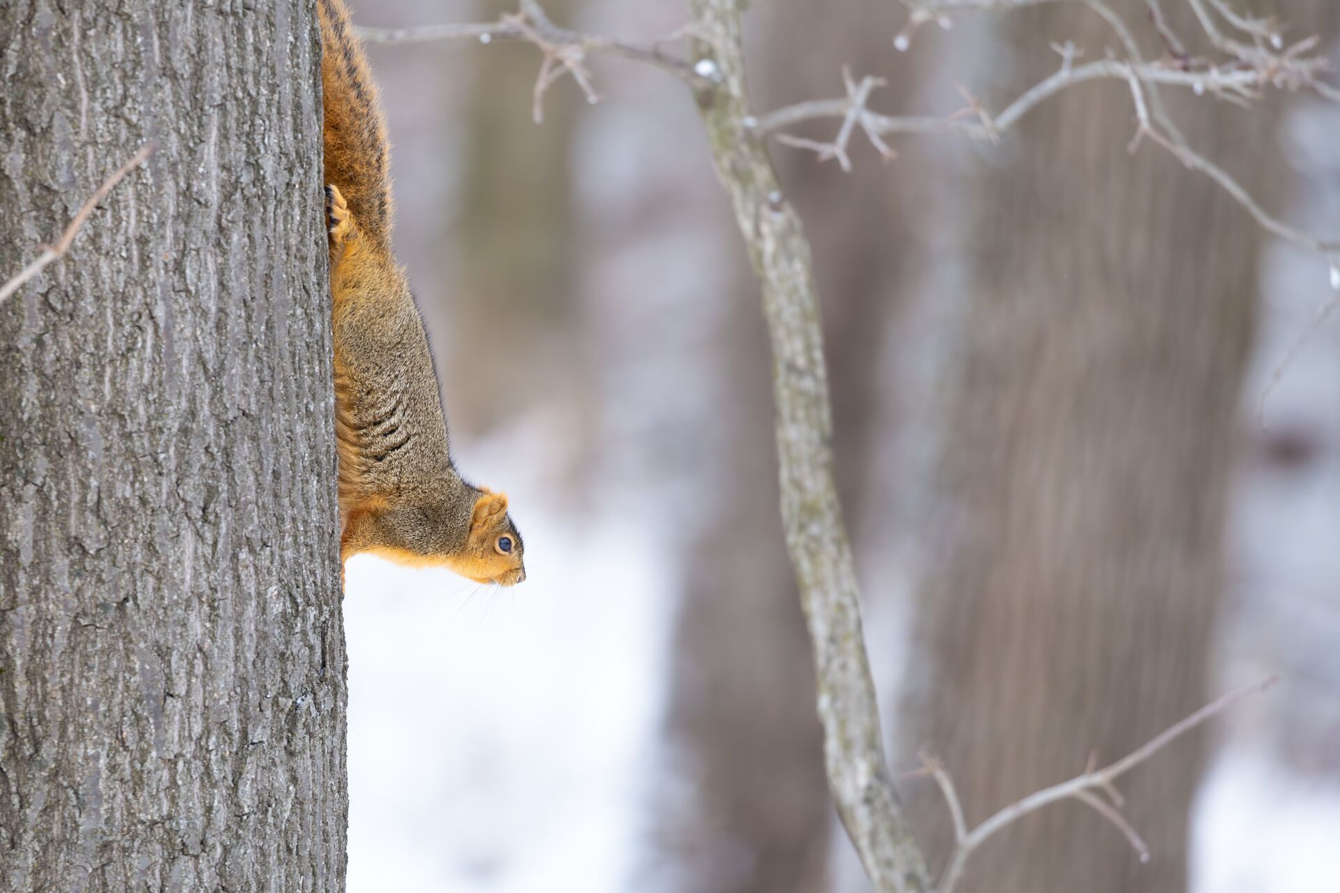 A squirrel on a tree with snow in the background, winter squirrel hunt concept. 