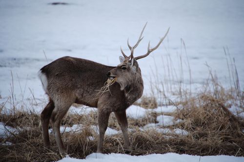 How To Hunt The Best Sika Deer Maryland Offers | HuntWise