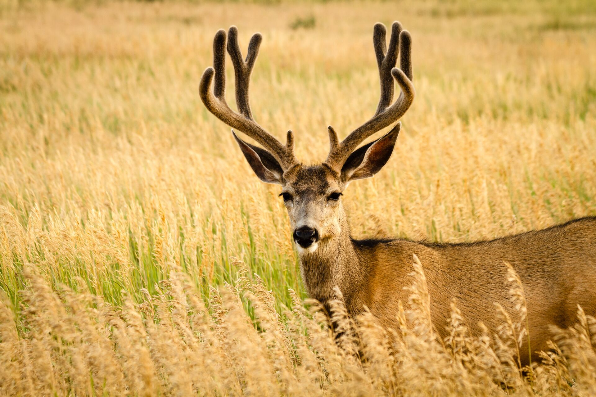 Best Times for Mule Deer Hunting | HuntWise