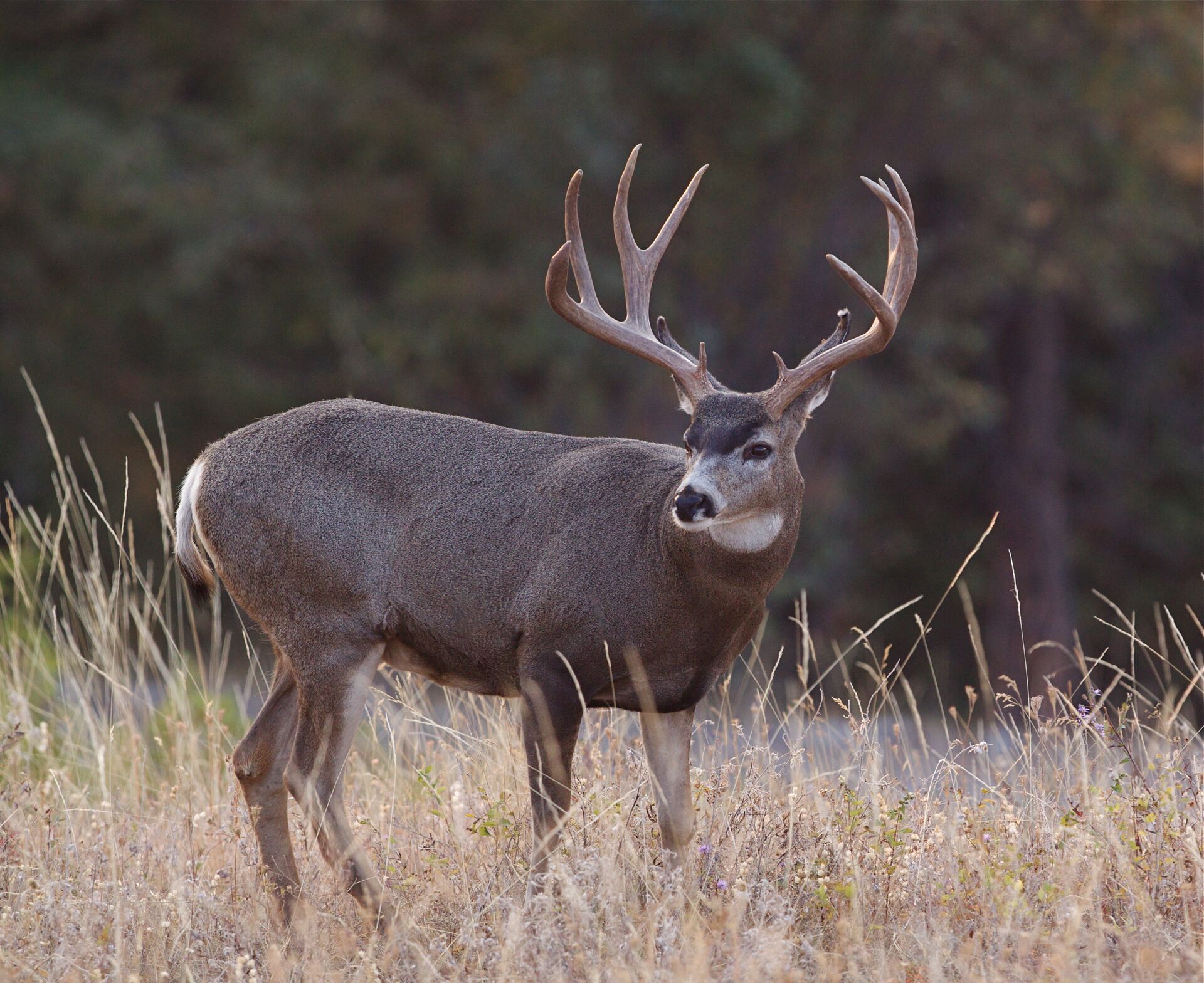 Close-up of a mule deer in the field, mule deer vs whitetail concept. 
