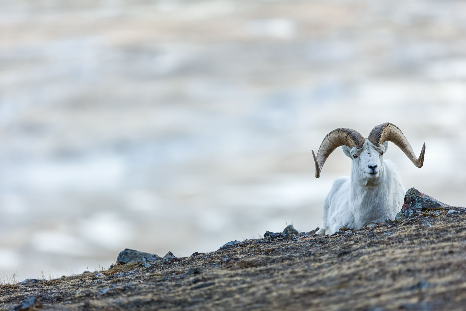 A stone sheep on a ridge, hunting sheep concept. 