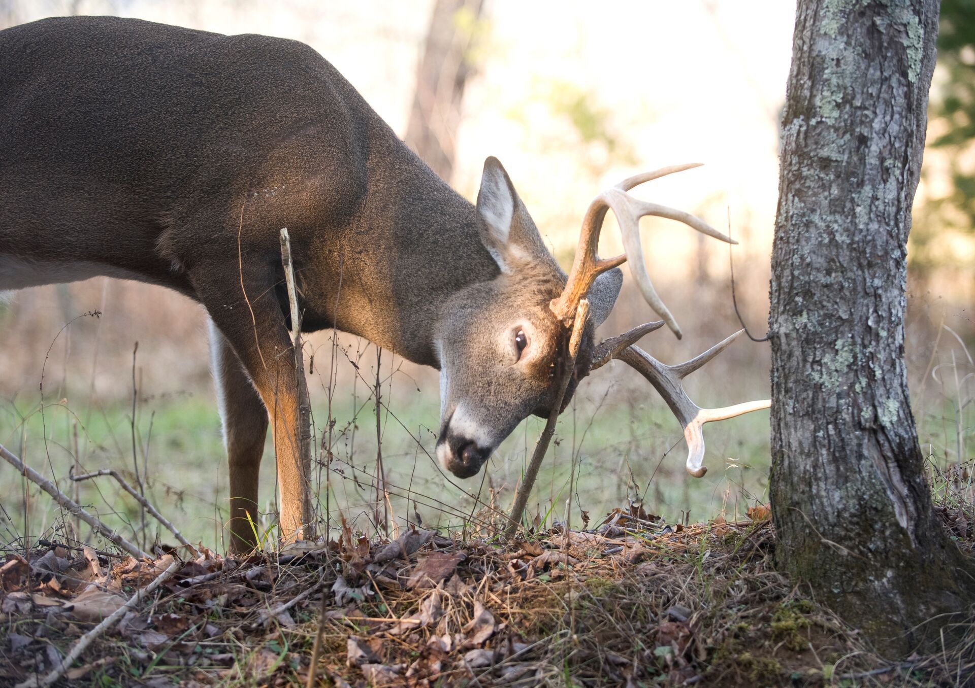 A deer buck rubs antlers on a tree, how to stalk the rut concept. 