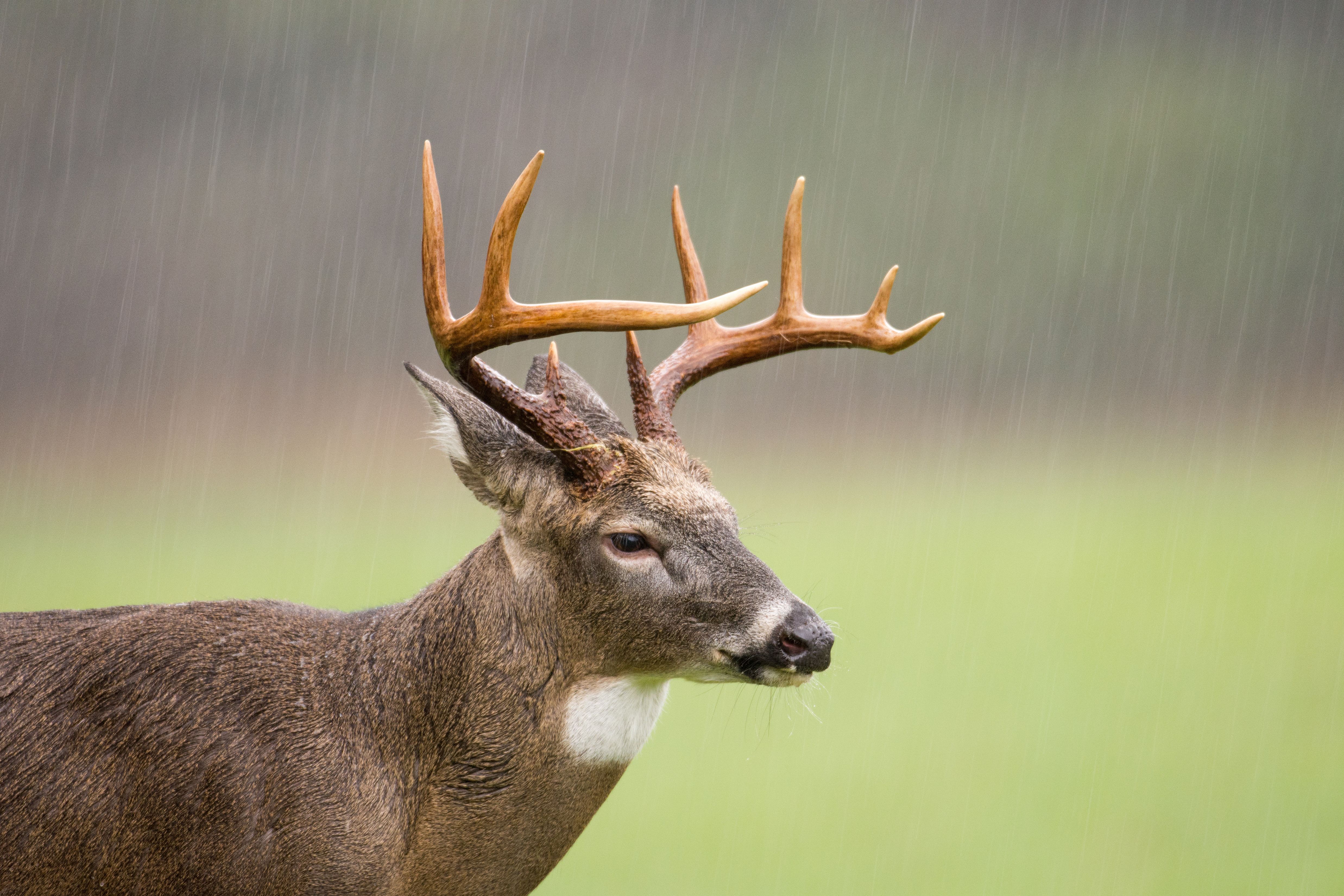 Large white-tailed deer buck standing in an open meadow, Alabama deer season concept. 