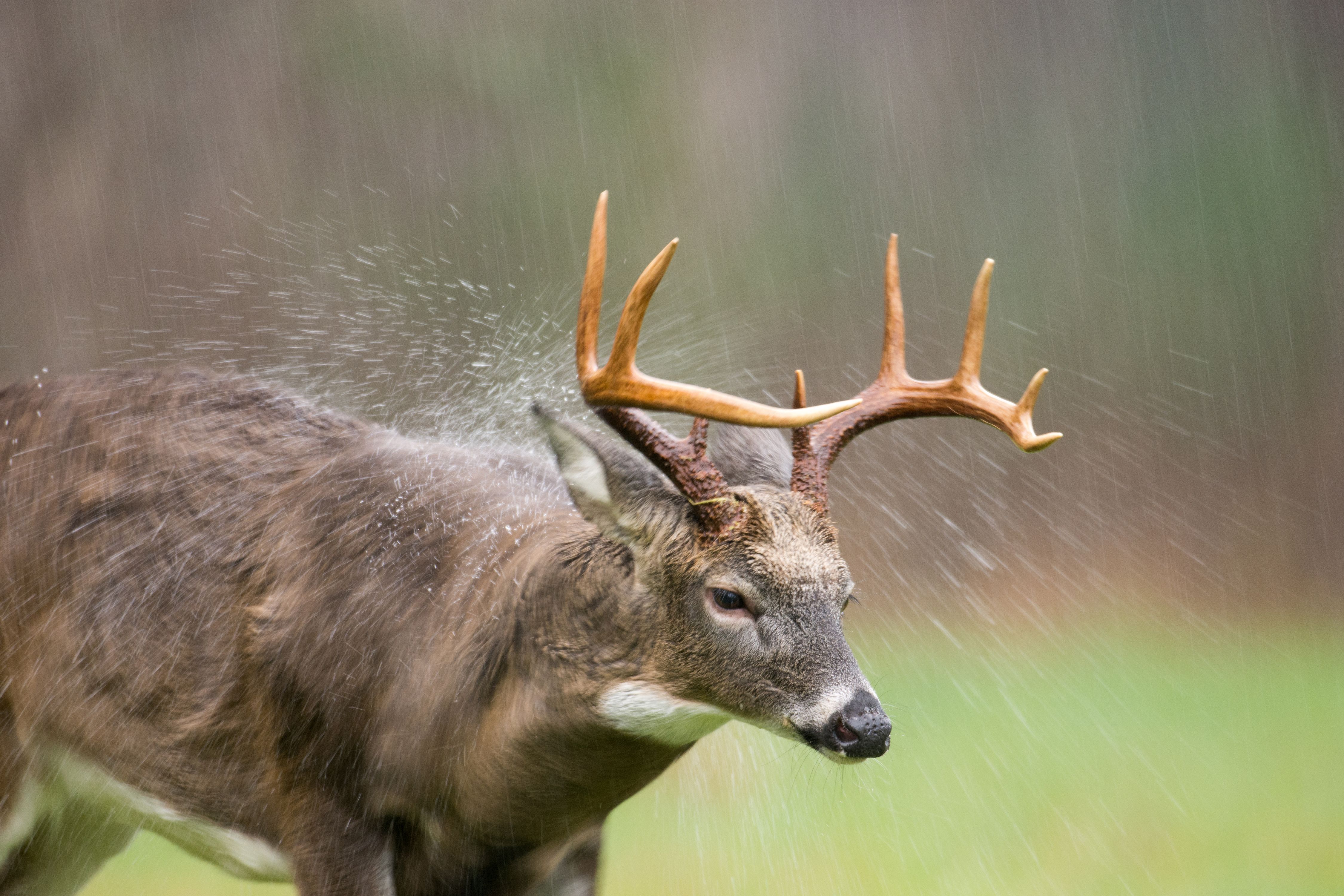 Close-up of a whitetail buck in the rain, hunting whitetail in the rain concept. 