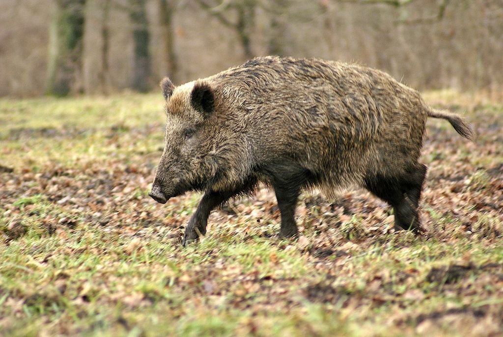A wild hog in the field, hog hunting concept. 