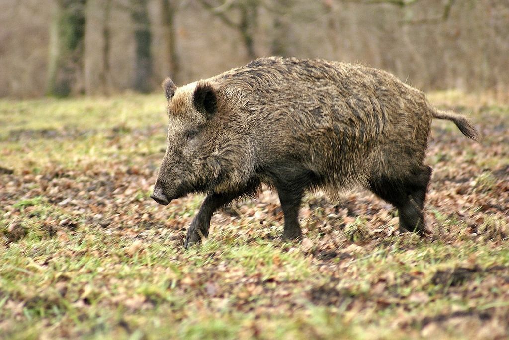 Hog Hunting: 12 States Where You Can Hunt Year Round | HuntWise